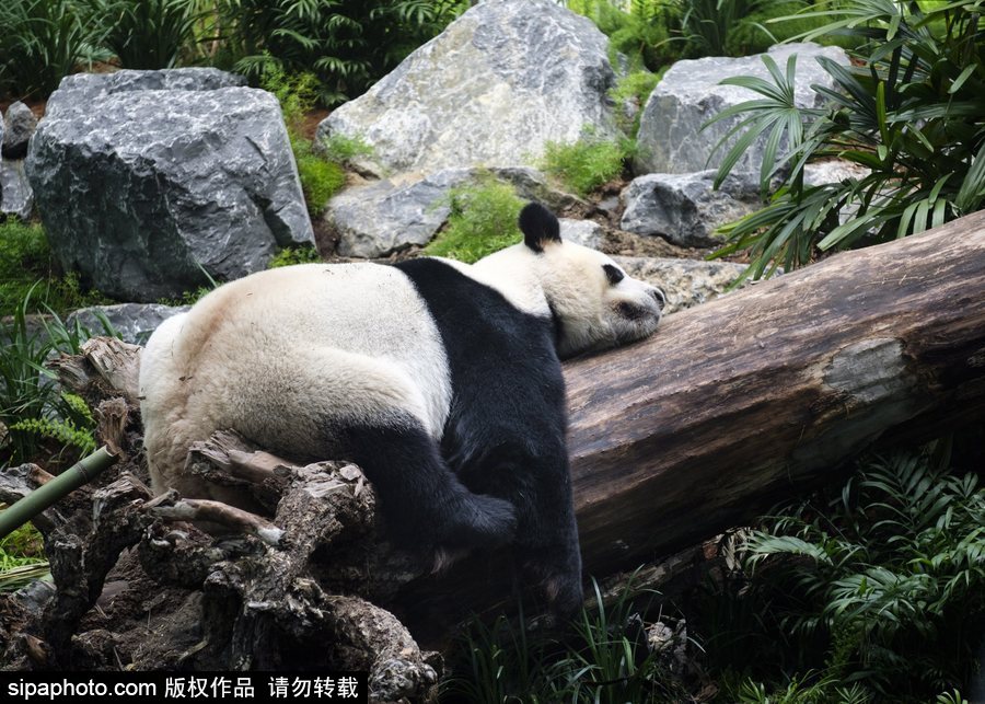 留洋國(guó)寶的日常生活 加拿大動(dòng)物園里大熊貓愜意舒適