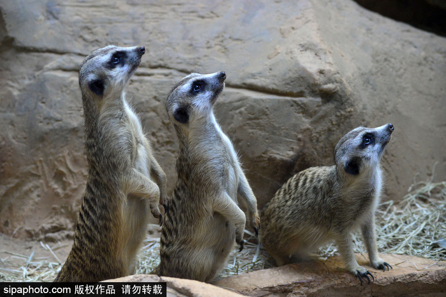 巴西圣保羅水族館內的沼貍 呆頭呆腦似好奇寶寶