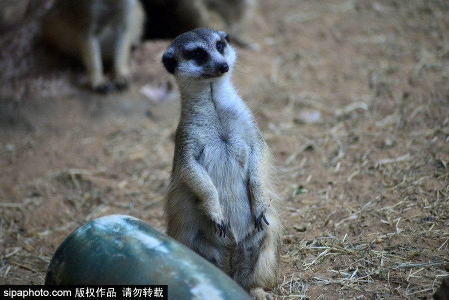 巴西圣保羅水族館內(nèi)的沼貍 呆頭呆腦似好奇寶寶