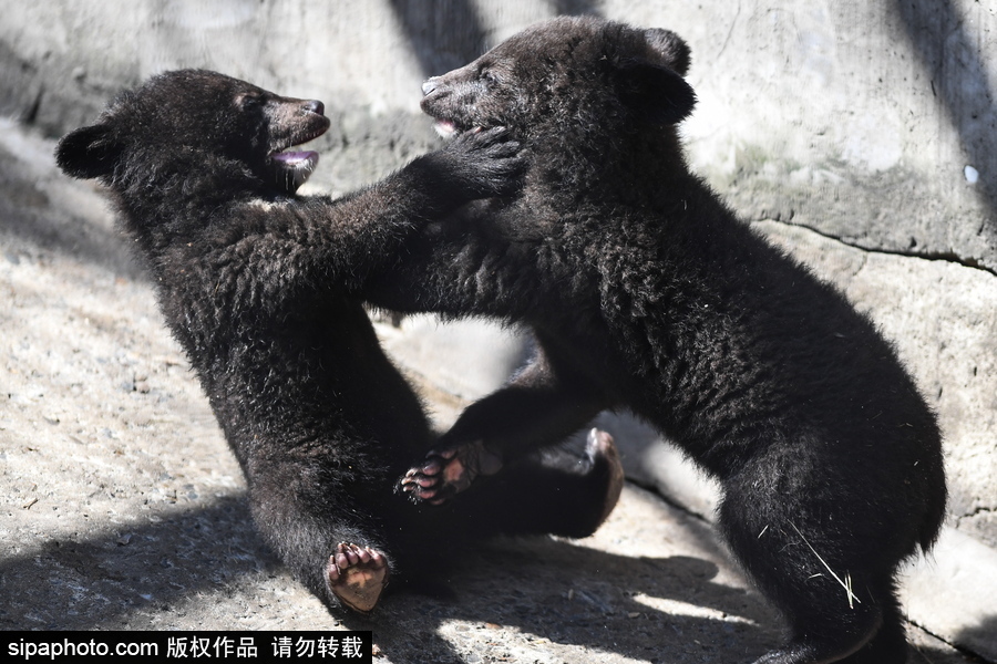 熊孩子的日常“掐架” 俄羅斯動(dòng)物園里的亞洲黑熊幼崽