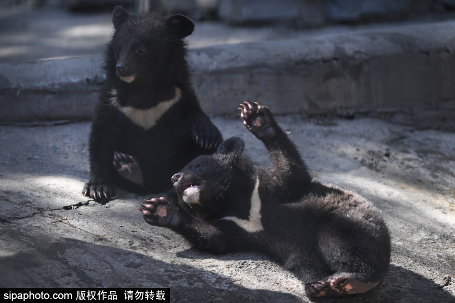 熊孩子的日常“掐架” 俄羅斯動物園里的亞洲黑熊幼崽