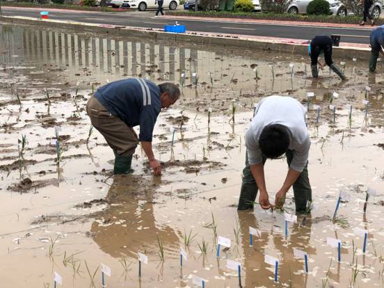 青島今年首批海水稻插秧 田間選育工作正式啟動