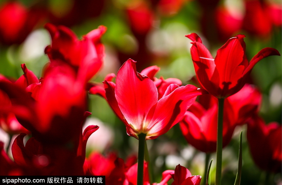 郁金香花節(jié)在俄羅斯圣彼得堡舉行 五顏六色花海迎客