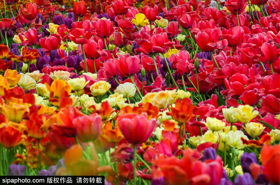 郁金香花節(jié)在俄羅斯圣彼得堡舉行 五顏六色花海迎客