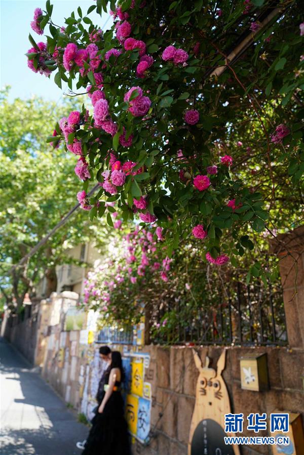 青島：花滿島城待賓朋