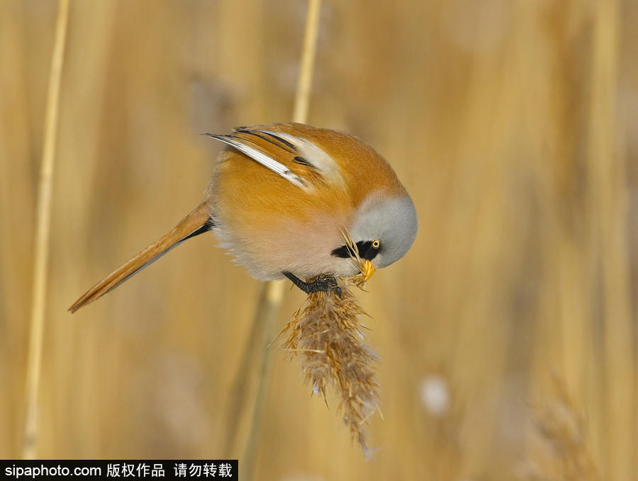 憤怒的小鳥(niǎo)真“鳥(niǎo)”版 芬蘭文須雀萌萌噠