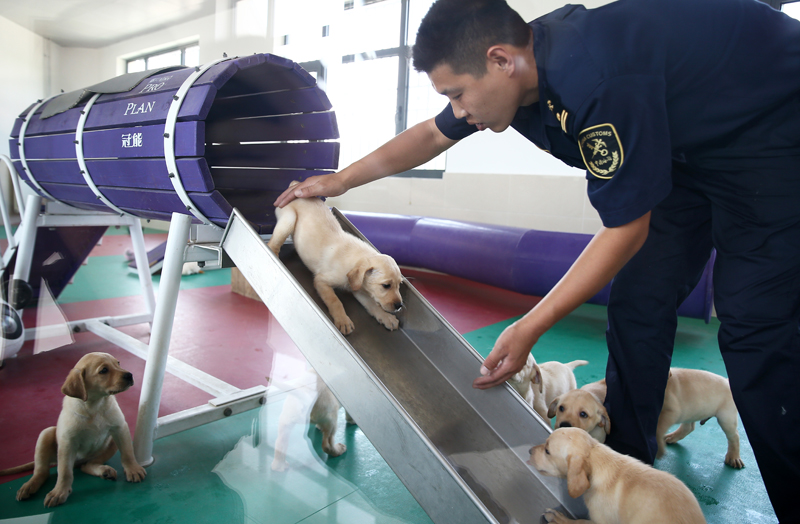 禁毒日前夕 探訪海關(guān)總署北京緝私犬基地