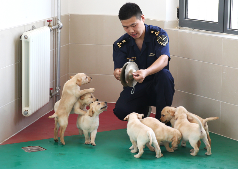 禁毒日前夕 探訪海關總署北京緝私犬基地