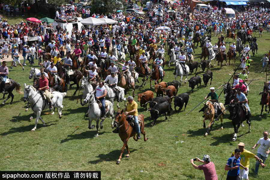 西班牙索里亞慶祝傳統(tǒng)節(jié)日La Saca 群馬奔騰景象壯觀