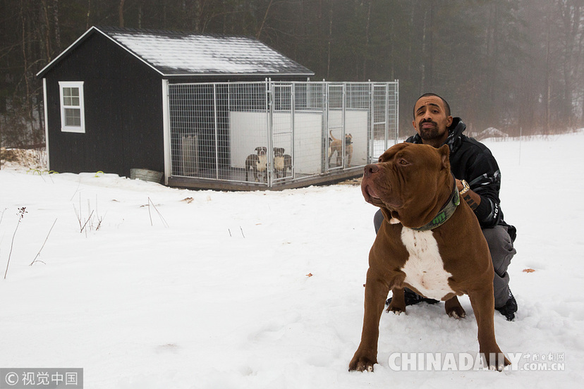 世界最大斗牛犬搬新家 待遇豪華狗舍價值16.5萬元