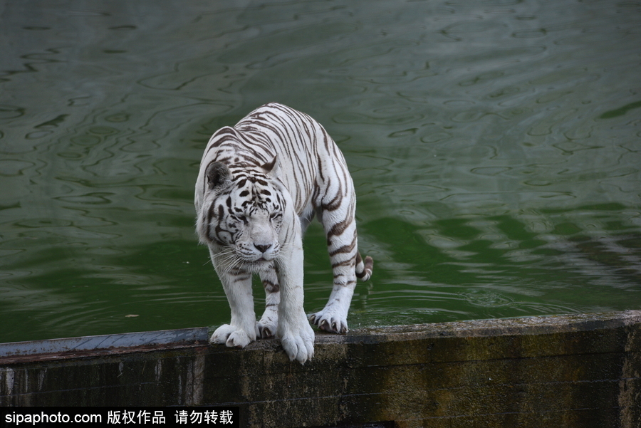 天氣熱得老虎也坐不住了！西班牙馬德里動物園猛虎水中避暑