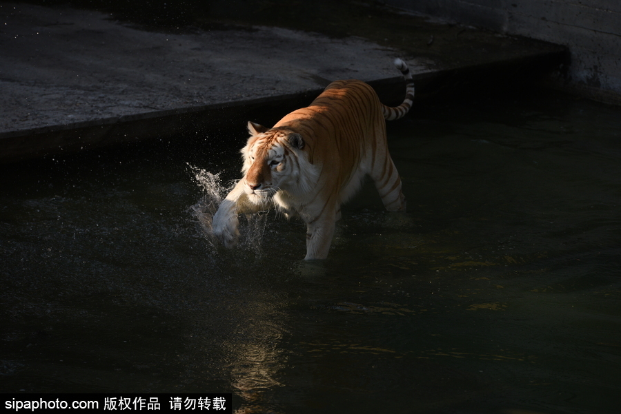 天氣熱得老虎也坐不住了！西班牙馬德里動物園猛虎水中避暑