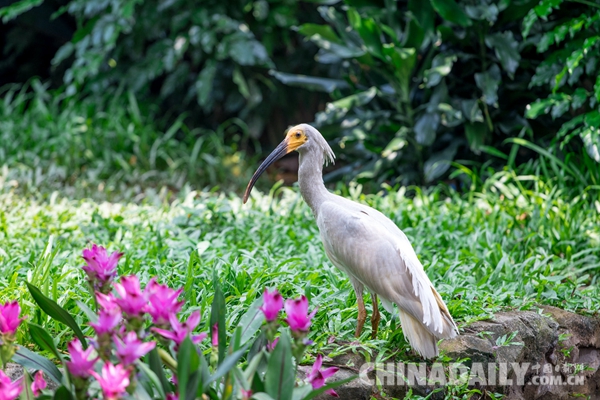 廣東長(zhǎng)隆華南珍稀野生動(dòng)物物種保護(hù)中心成功繁育珍稀鳥(niǎo)類朱鹮