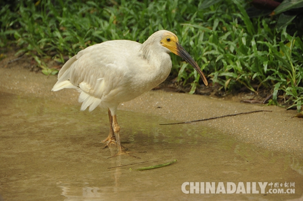 廣東長(zhǎng)隆華南珍稀野生動(dòng)物物種保護(hù)中心成功繁育珍稀鳥(niǎo)類朱鹮