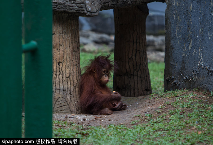 呆萌滑稽 印尼雅加達(dá)紅毛猩猩傻傻惹人愛！