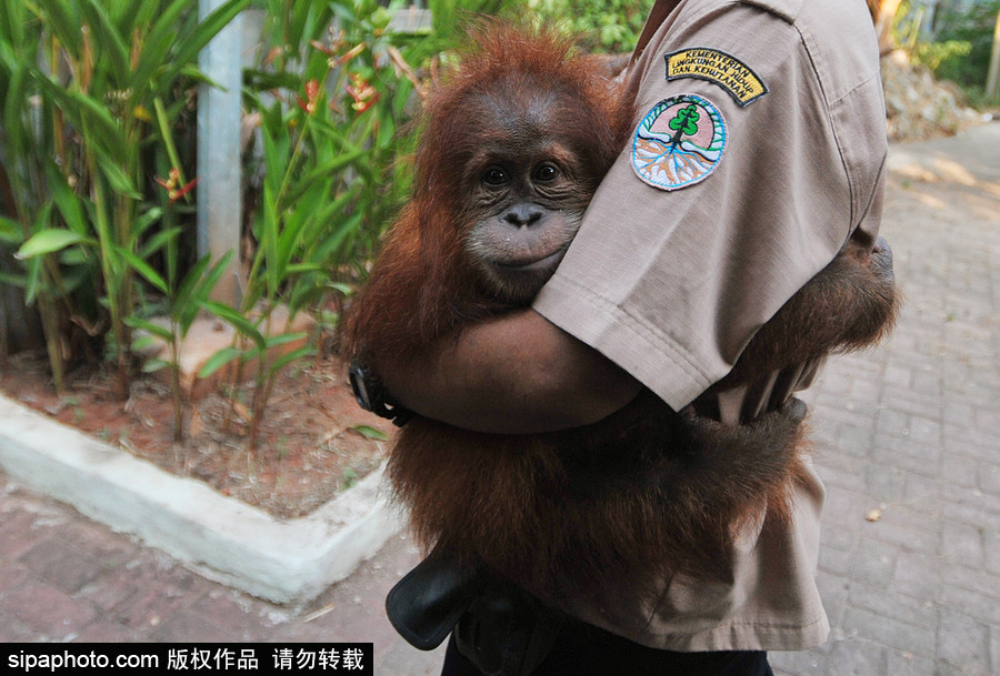 嚇死寶寶了！印尼一猩猩幼崽被解救緊抱人不撒手