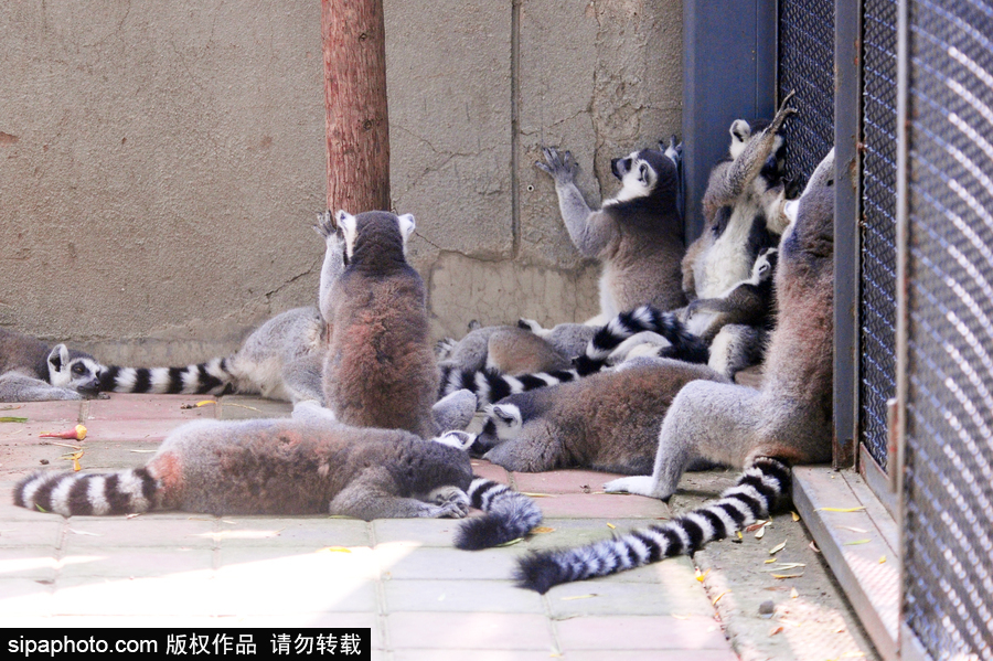 北京動物園開啟防暑模式 小動物們應(yīng)對高溫有“奇招”