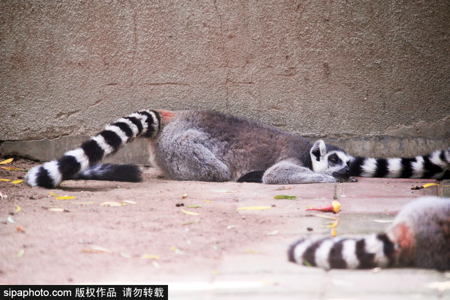 北京動(dòng)物園開啟防暑模式 小動(dòng)物們應(yīng)對(duì)高溫有“奇招”