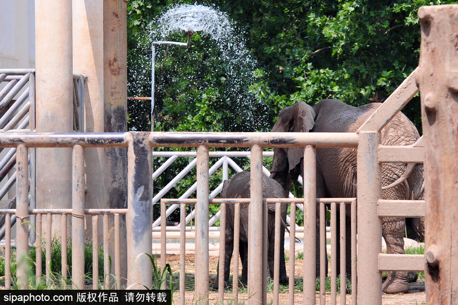 北京動(dòng)物園開(kāi)啟防暑模式 小動(dòng)物們應(yīng)對(duì)高溫有“奇招”