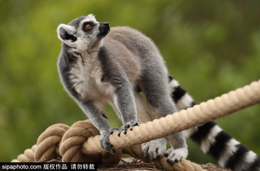 比利時布魯塞爾：爭萌逗趣狀況頻出！珍稀動物生態(tài)百相