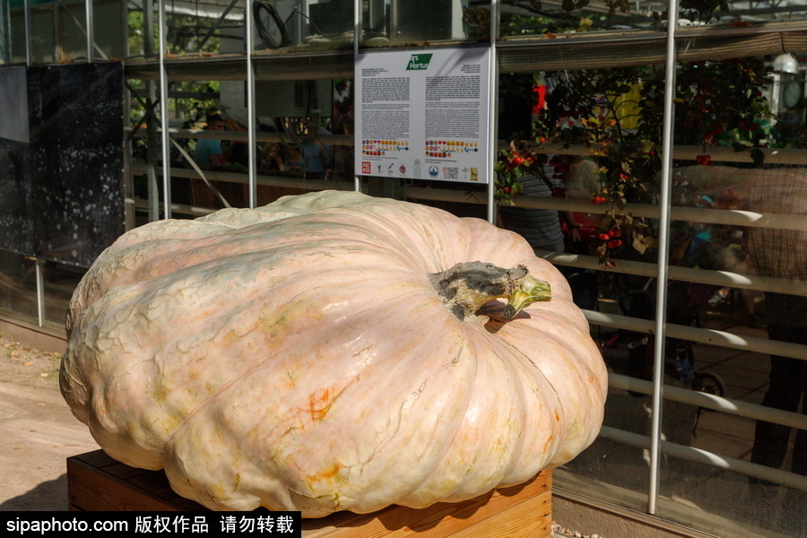 俄羅斯最大的南瓜亮相莫斯科國立大學(xué)植物園 重達645.5公斤