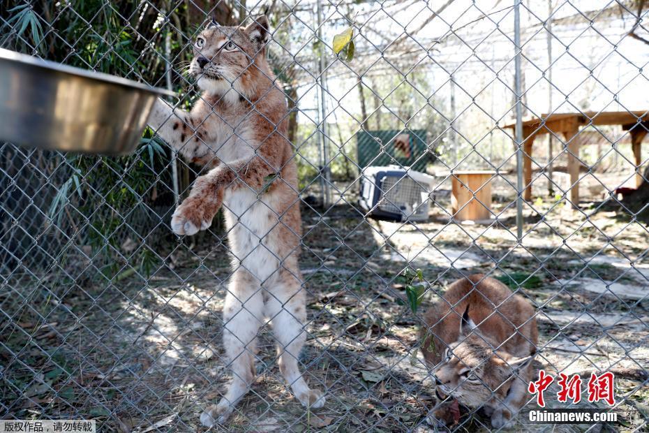 颶風“邁克爾”摧毀美國動物保護中心 “大貓”們險出逃