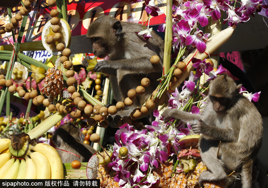 泰國：狂吃海塞歡度節(jié)日！猴子自助餐節(jié)在曼谷舉行