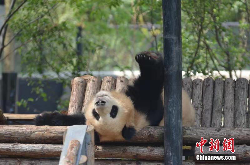 冬天來吸大熊貓 看“滾滾”的各種憨態(tài)睡姿