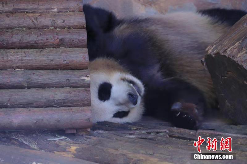 冬天來吸大熊貓 看“滾滾”的各種憨態(tài)睡姿