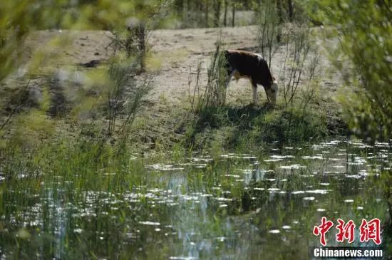 【聚焦】中國(guó)第七大沙漠治理：引黃河凌水“沙漠變綠洲”